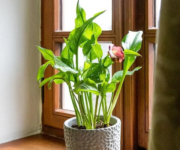 Πανσιόν Mastal Český Krumlov